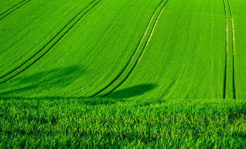 Scenic view of corn field