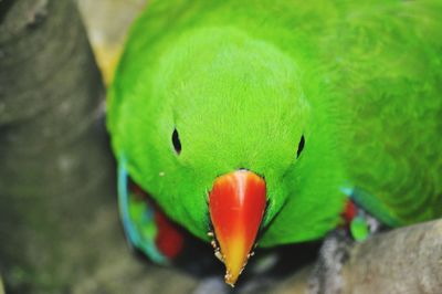 Close-up of parrot