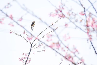 Low angle view of bird on tree