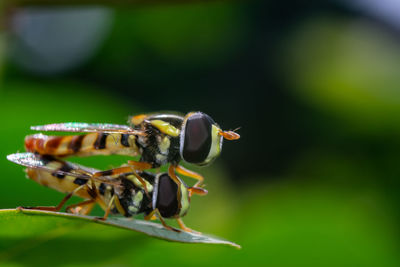 Close-up of insect on leaf