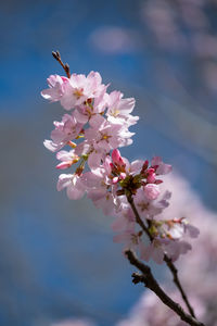 Close-up of pink cherry blossom tree