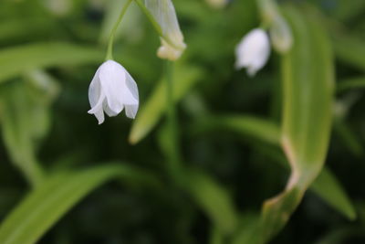 Close-up of white flowers