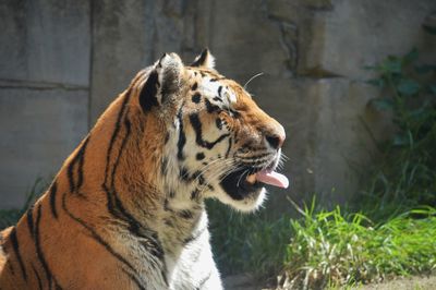 Close-up of a cat looking away