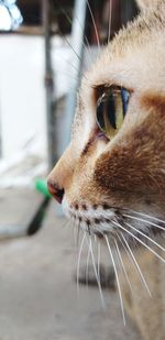 Close-up of a cat looking away