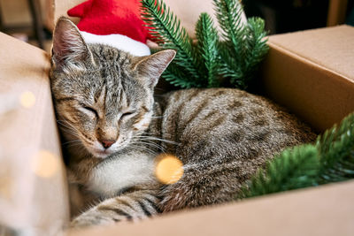 Cute tabby cat with christmas red santa hat sleeping in open gift box with christmas decoration. 