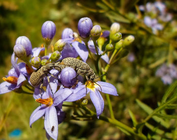 Close-up of insect on purple flowering plant