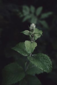 Close-up of flowering plant