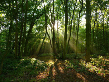 View of trees in forest