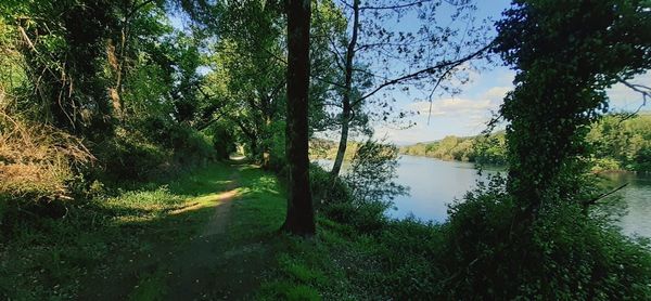 Scenic view of lake in forest against sky