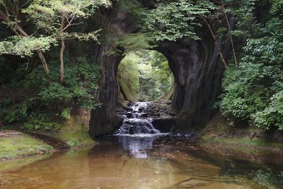 Waterfall amidst trees in forest