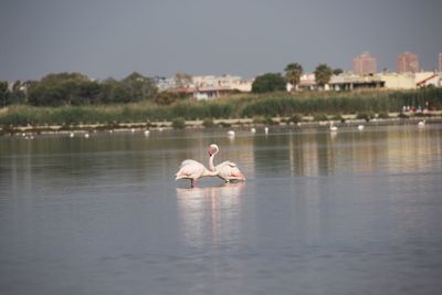 Bird in a lake