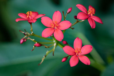 Close-up of red flowering plant