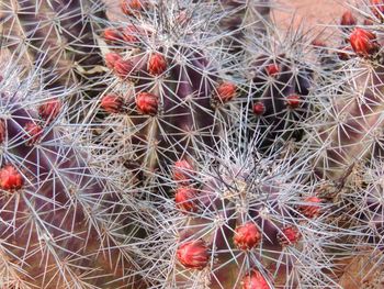 Full frame shot of cactus