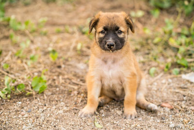 Portrait of dog sitting on land