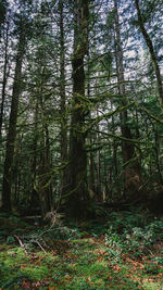 Trees growing in forest