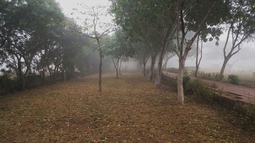 Footpath amidst trees on field