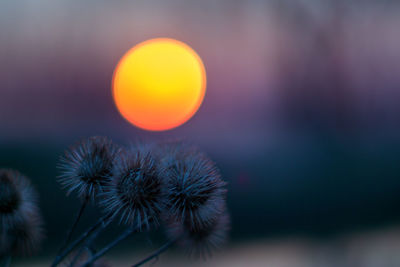 Close-up of flower against sky at sunset