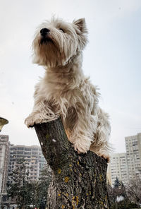 Dog sitting against sky