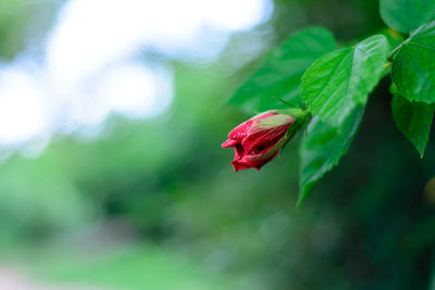 Close-up of red flower against blurred background