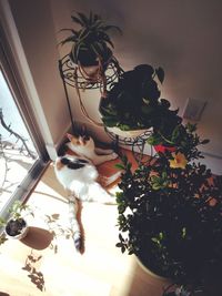 Cat sitting on window sill