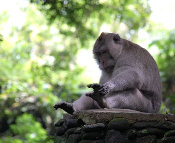 Monkey sitting on stone wall