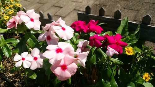 Close-up of pink flowers blooming outdoors