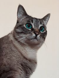 Close-up portrait of a cat