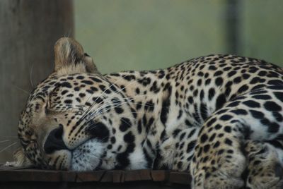 Cat resting on rock