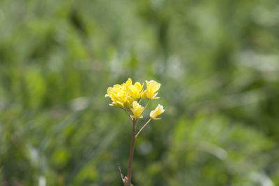 Close-up of yellow flower blooming outdoors