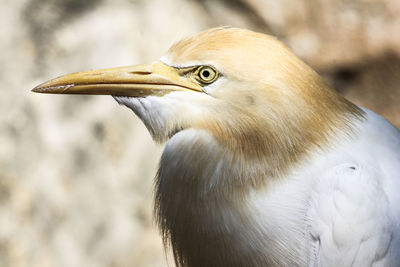 Close-up of the head of a bird looking away