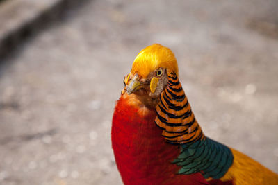 Male golden pheasant also called the chinese pheasant or chrysolophus pictus is known as a game bird