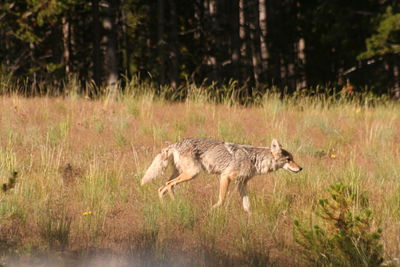 Side view of dog running on field