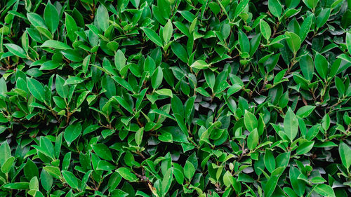 Full frame shot of ivy growing on field