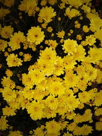 Full frame shot of yellow flowers