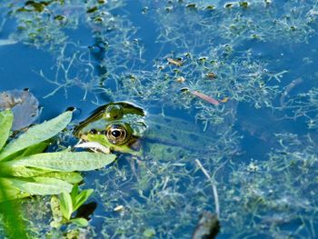 Fish swimming in sea