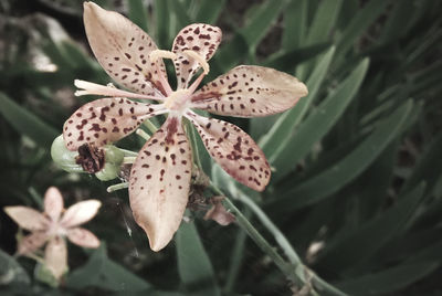 Close-up of flowers