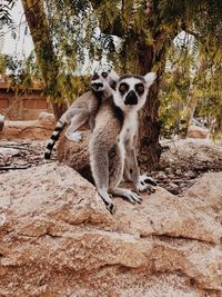 Animals sitting on rock against trees