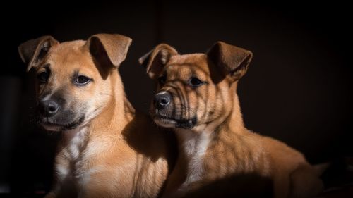 Close-up portrait of a dog over black background
