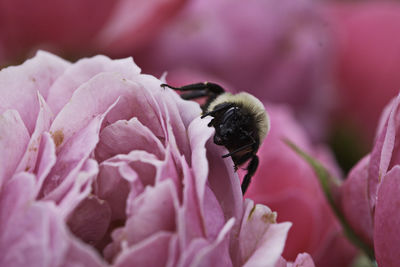 Close-up of bee on pink flower