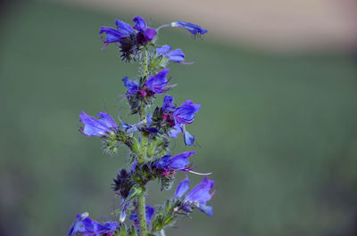 Close-up of purple flowers blooming outdoors