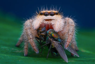 Close-up of spider