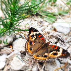 Close-up of butterfly on leaf