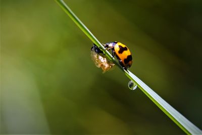 Close-up of ladybird on leaf