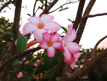 Close-up of pink blossoms blooming on tree