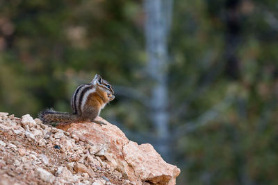 Squirrel sitting on rock