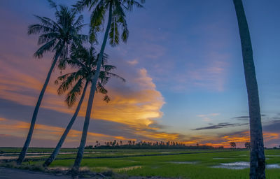 Palm trees on field against sky during sunset