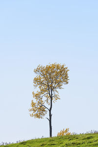 Tree on landscape against clear blue sky