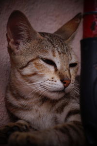 Close-up of a cat sleeping