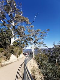 Tree by footpath against clear blue sky