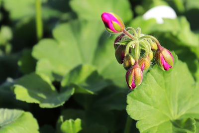 Close-up of pink flower buds growing on plant